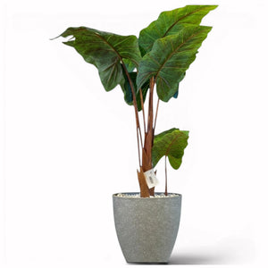 Alocasia Artificielle