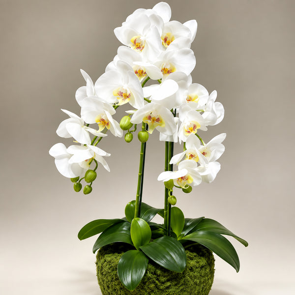 Orchidée Artificielle Phalaenopsis Blanche avec Pot en Mousse