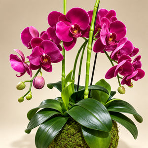 Orchidée Artificielle Phalaenopsis Fuchsia avec Pot en Mousse