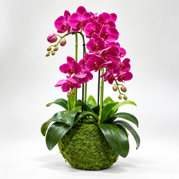 Orchidée Artificielle Phalaenopsis Fuchsia avec Pot en Mousse