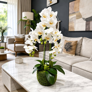 Orchidée Artificielle Phalaenopsis Blanche avec Pot en Mousse