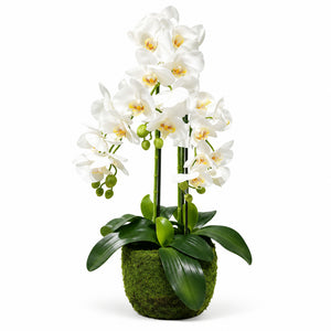 Orchidée Artificielle Phalaenopsis Blanche avec Pot en Mousse