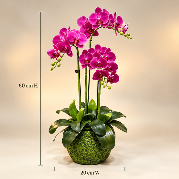 Orchidée Artificielle Phalaenopsis Fuchsia avec Pot en Mousse