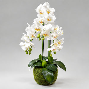 Orchidée Artificielle Phalaenopsis Blanche avec Pot en Mousse