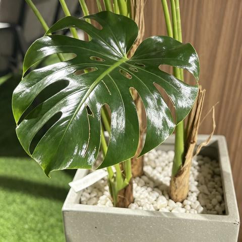 Plante Monstera artificielle avec bac carré gris