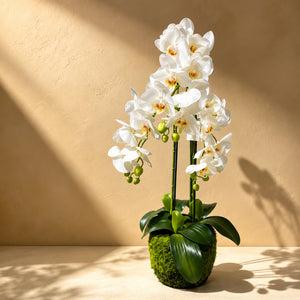 Orchidée Artificielle Phalaenopsis Blanche avec Pot en Mousse