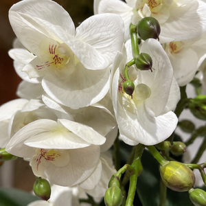 Orchidée artificielle blanche en pot cannelé