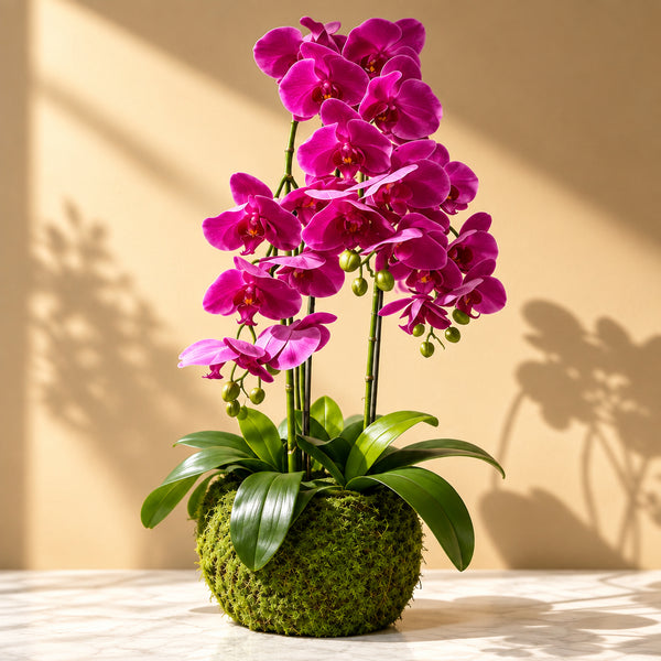 Orchidée Artificielle Phalaenopsis Fuchsia avec Pot en Mousse