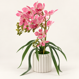 Orchidée Rose Élégance
