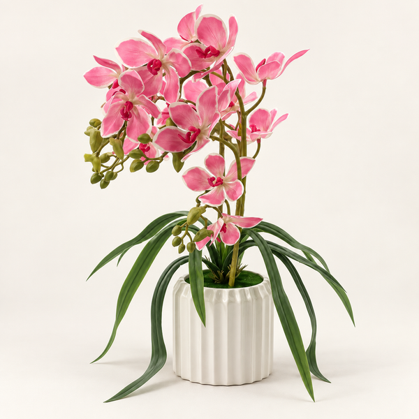 Orchidée Rose Élégance