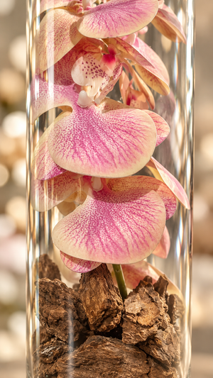 Orchidée rose sous cloche