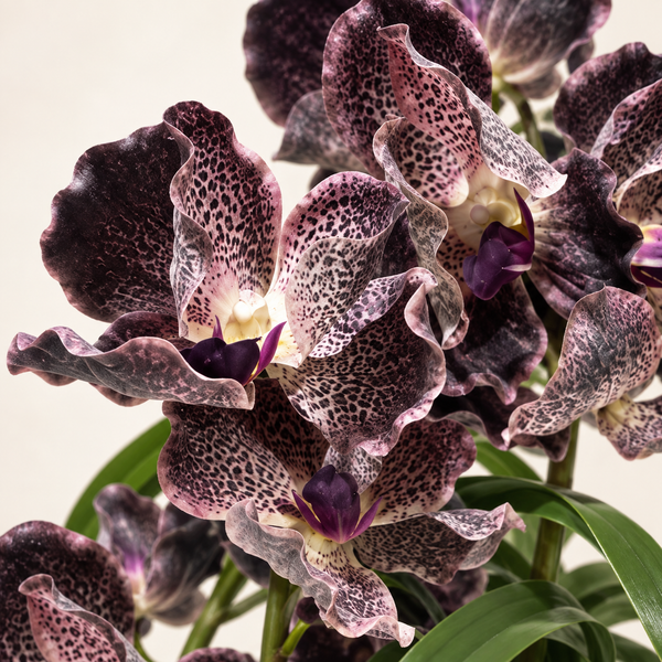 Orchidée Phalaenopsis Artificielle Violet Foncé