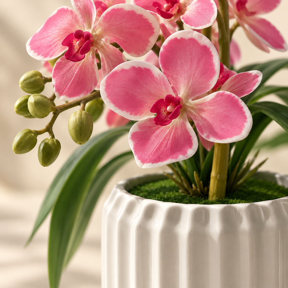 Orchidée Rose Élégance